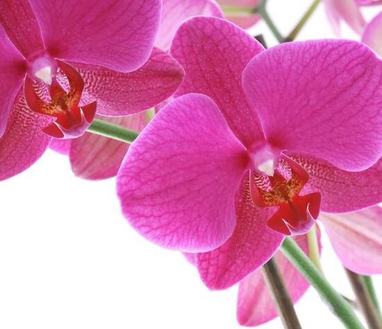 Epiflora Orquídeas