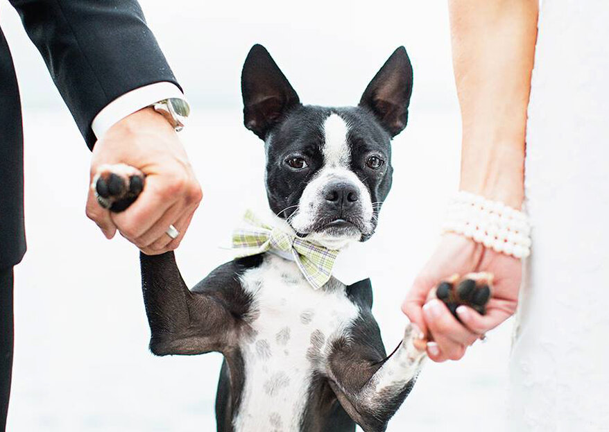 ¿Cómo vestir tu perro para la boda? ¡Te damos los mejores consejos!